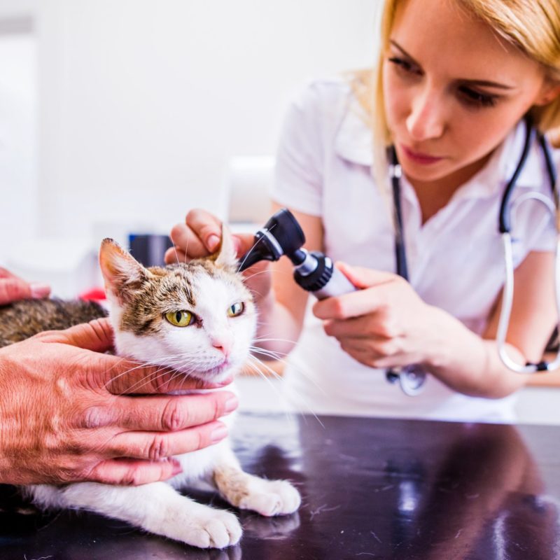 veterinario-examinando-gato